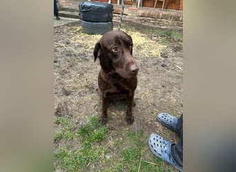 Borisz, geboren 22.11.2023, 57cm sucht seinem Herzensmenschen