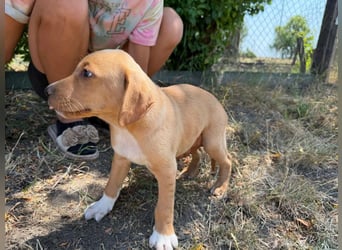 Scooby, geboren 14.05.2026, 27cm sucht sein Glück