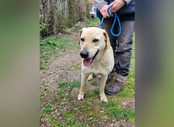 Max, geboren 08.06.2024, 55cm sucht sein Zuhause