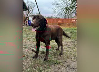 Borisz, geboren 22.11.2023, 57cm sucht seinem Herzensmenschen