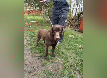 Borisz, geboren 22.11.2023, 57cm sucht seinem Herzensmenschen