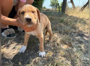 Scooby, geboren 14.05.2026, 27cm sucht sein Glück