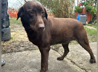 Borisz, geboren 22.11.2023, 57cm sucht seinem Herzensmenschen