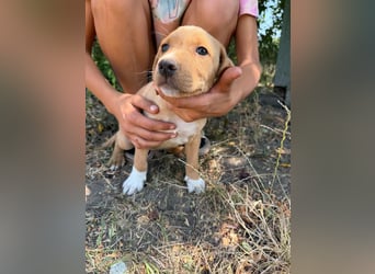 Scooby, geboren 14.05.2026, 27cm sucht sein Glück