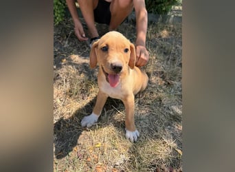 Scooby, geboren 14.05.2026, 27cm sucht sein Glück