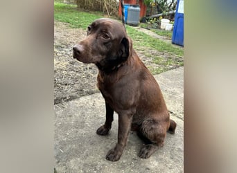 Borisz, geboren 22.11.2023, 57cm sucht seinem Herzensmenschen