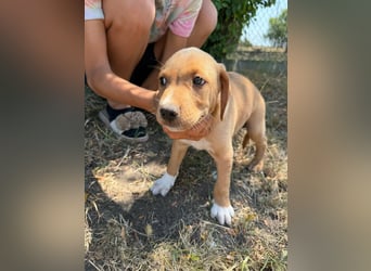 Scooby, geboren 14.05.2026, 27cm sucht sein Glück