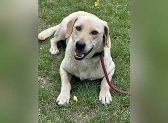 Max, geboren 08.06.2024, 55cm sucht sein Zuhause