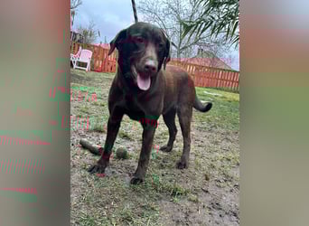 Borisz, geboren 22.11.2023, 57cm sucht seinem Herzensmenschen