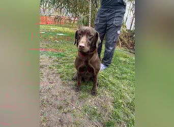 Borisz, geboren 22.11.2023, 57cm sucht seinem Herzensmenschen