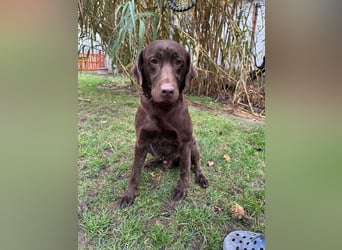 Borisz, geboren 22.11.2023, 57cm sucht seinem Herzensmenschen