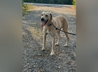 Max, geboren 08.06.2024, 55cm sucht sein Zuhause