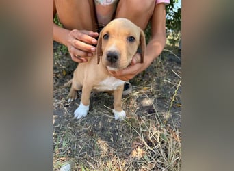 Scooby, geboren 14.05.2026, 27cm sucht sein Glück