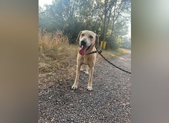 Max, geb. 06.2024, 55cm sucht sein Zuhause