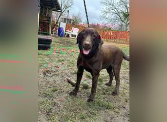 Borisz, geboren 22.11.2023, 57cm sucht seinem Herzensmenschen