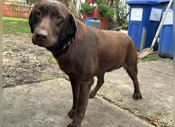 Borisz, geboren 22.11.2023, 57cm sucht seinem Herzensmenschen