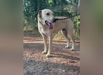 Max, geboren 08.06.2024, 55cm sucht sein Zuhause