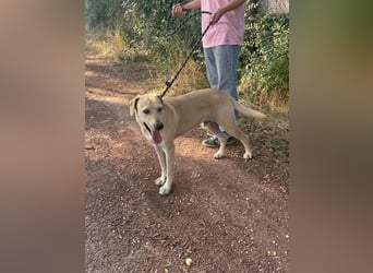 Max, geb. 06.2024, 55cm sucht sein Zuhause