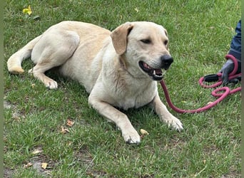 Max, geboren 08.06.2024, 55cm sucht sein Zuhause