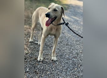 Max, geboren 08.06.2024, 55cm sucht sein Zuhause