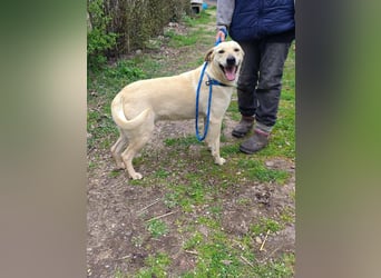 Max, geboren 08.06.2024, 55cm sucht sein Zuhause