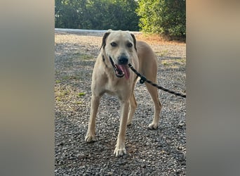 Max, geboren 08.06.2024, 55cm sucht sein Zuhause