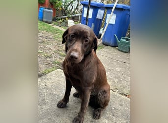 Borisz, geboren 22.11.2023, 57cm sucht seinem Herzensmenschen