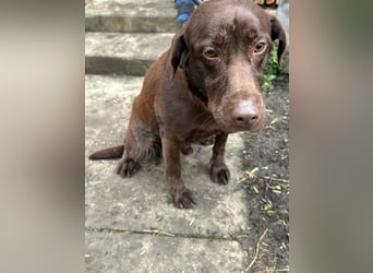 Borisz, geboren 22.11.2023, 57cm sucht seinem Herzensmenschen