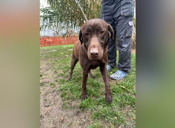 Borisz, geboren 22.11.2023, 57cm sucht seinem Herzensmenschen