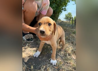 Scooby, geboren 14.05.2026, 27cm sucht sein Glück