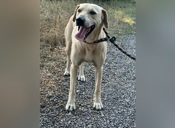 Max, geboren 08.06.2024, 55cm sucht sein Zuhause