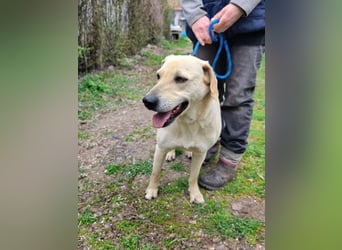 Max, geboren 08.06.2024, 55cm sucht sein Zuhause