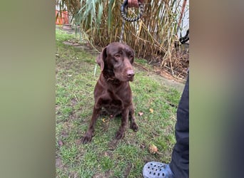 Borisz, geboren 22.11.2023, 57cm sucht seinem Herzensmenschen