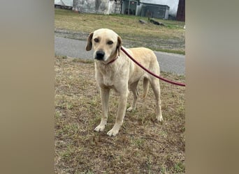 Max, geboren 08.06.2024, 55cm sucht sein Zuhause