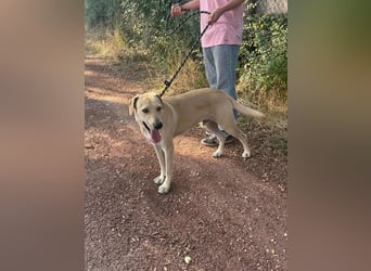 Max, geboren 08.06.2024, 55cm sucht sein Zuhause