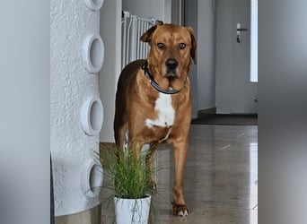 Medo das tollste Wesen auf dem Planeten