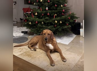 Medo das tollste Wesen auf dem Planeten