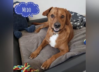 Medo das tollste Wesen auf dem Planeten