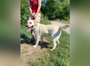 Gemütlicher, lieber Labrador Rüde, ca. 3 Jahre, kastriert, rundum verträglich