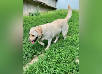 Gemütlicher, lieber Labrador Rüde, ca. 3 Jahre, kastriert, rundum verträglich