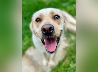 Gemütlicher, lieber Labrador Rüde, ca. 3 Jahre, kastriert, rundum verträglich