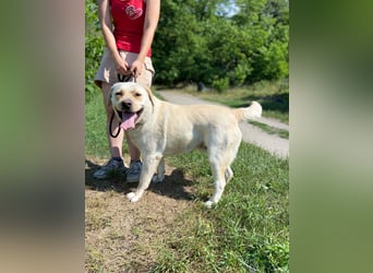 Gemütlicher, lieber Labrador Rüde, ca. 3 Jahre, kastriert, rundum verträglich