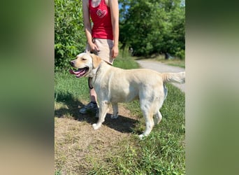 Gemütlicher, lieber Labrador Rüde, ca. 3 Jahre, kastriert, rundum verträglich