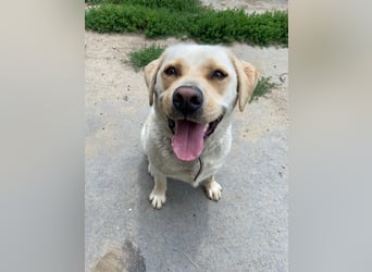 Gemütlicher, lieber Labrador Rüde, ca. 3 Jahre, kastriert, rundum verträglich