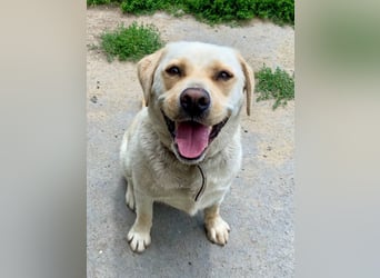 Gemütlicher, lieber Labrador Rüde, ca. 3 Jahre, kastriert, rundum verträglich