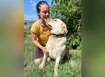 Gemütlicher, lieber Labrador Rüde, ca. 3 Jahre, kastriert, rundum verträglich