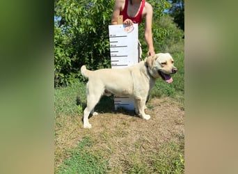 Gemütlicher, lieber Labrador Rüde, ca. 3 Jahre, kastriert, rundum verträglich