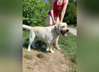 Gemütlicher, lieber Labrador Rüde, ca. 3 Jahre, kastriert, rundum verträglich