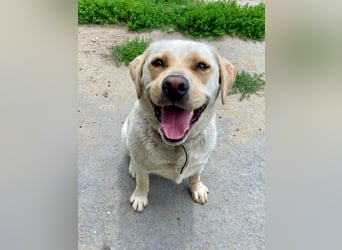 Gemütlicher, lieber Labrador Rüde, ca. 3 Jahre, kastriert, rundum verträglich