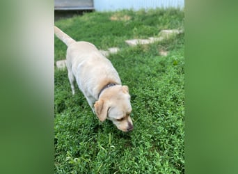 Gemütlicher, lieber Labrador Rüde, ca. 3 Jahre, kastriert, rundum verträglich